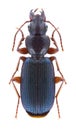 Beetle Cymindis miliaris