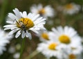 Beetle on a daisy flower