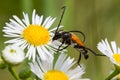 Beetle on a daisy flower