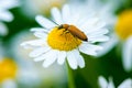 A beetle on a daisy Royalty Free Stock Photo