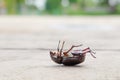 The beetle death laying down on concrete, Onthophagus gazella is a species of scarab beetle,beetle Died.