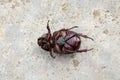 The beetle death laying down on concrete, Onthophagus gazella is a species of scarab beetle,beetle Died.