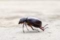 The beetle death laying down on concrete, Onthophagus gazella is a species of scarab beetle,beetle Died.