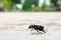 The beetle death laying down on concrete, Onthophagus gazella is a species of scarab beetle,beetle Died.