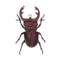 Beetle deer. Hand drawn insect illustration, detailed art. Isolated bug on white background Royalty Free Stock Photo