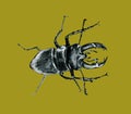 Beetle deer. Horned Beetle. Big. Insect. Line art. Drawing by hand. Graphic arts. Lucanus cervus. Ornamental. drawn by