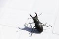 A beetle deer sits on a white plastic chair. Close-up Royalty Free Stock Photo