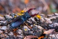 Beetle deer on  wood close-up macro Royalty Free Stock Photo