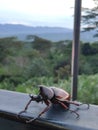 Beetle on the Dempo Sriwijaya Villa Royalty Free Stock Photo