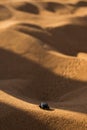 Beetle in the desert