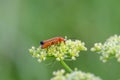 Beetle Royalty Free Stock Photo