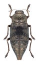 Beetle Dicerca aenea