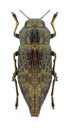 Beetle Dicerca chlorostigma