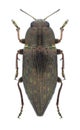 Beetle Dicerca fritillum