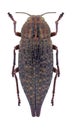 Beetle Dicerca furcata