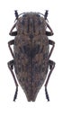 Beetle Dicerca moesta