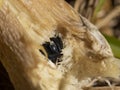 Beetle discovered in the leg of a mushroom