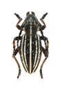 Beetle Dorcadion arietinum zhalanash