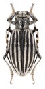 Beetle Dorcadion brandti