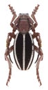 Beetle Dorcadion cyagulatoides