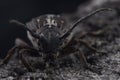 Beetle Dorcadion equestre is sitting on tree bark