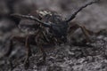 Beetle Dorcadion equestre is sitting on tree bark