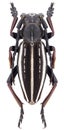 Beetle Dorcadion gebleri lukhtanovi Royalty Free Stock Photo