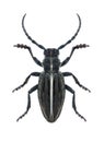 Beetle Dorcadion holosericeum Royalty Free Stock Photo