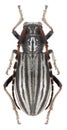Beetle Dorcadion intermedium