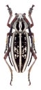 Beetle Dorcadion irinae