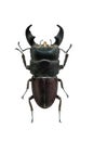 Beetle Dorcus titanus isolated Royalty Free Stock Photo