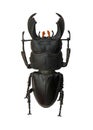 Beetle Royalty Free Stock Photo