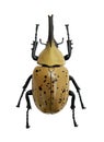 Beetle Dynastes granti Royalty Free Stock Photo