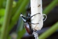 Beetle  Dynastinae  on sugarcane, raising beetles to fight Sports games of Thai teenagers Royalty Free Stock Photo