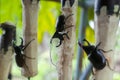 Beetle  Dynastinae  On Sugarcane, Raising Beetles To Fight Sports Games Of Thai Teenagers