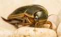 Beetle - Dytiscus marginalis Royalty Free Stock Photo