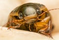 Beetle - Dytiscus marginalis Royalty Free Stock Photo