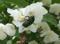 The beetle eats pollen Jasmine