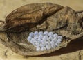Beetle eggs on a dried leaf in macro