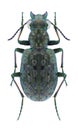 Beetle Elaphrus riparius