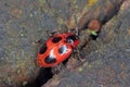 Beetle Endomychus coccineus, common name scarlet endomychus or false ladybird.