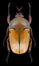 Beetle Eudicella euthalia bertherandi Royalty Free Stock Photo
