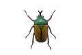 Beetle eudicella smithi Royalty Free Stock Photo