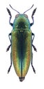 Beetle Eurythyrea aurata