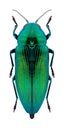 Beetle Eurythyrea quercus