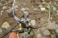 Beetle. exotic veterinarian holding a longhorn beetle, vet. giant beetle on the tree in the summer. insect in the wild nature, wil