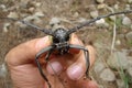 Beetle. exotic veterinarian holding a longhorn beetle, vet. giant beetle on the tree in the summer. insect in the wild nature, wil