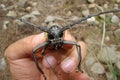 Exotic vet holding a longhorn beetle. giant beetle on the tree in the summer