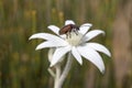 Flannel Flower