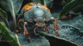 Beetle on a fig tree leaf Royalty Free Stock Photo